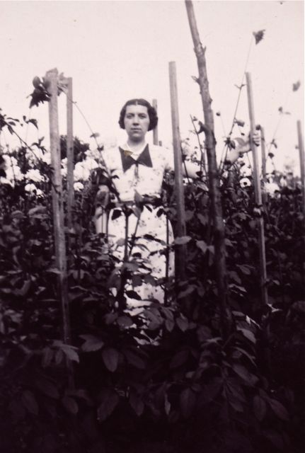 Een zeldzame onderzoeksfoto om met de positie van de strik als diagonaal merkpunt te bepalen hoe hoog de plant ging groeien. De liefhebbers onder u zien het direct. 2,65 meter. 